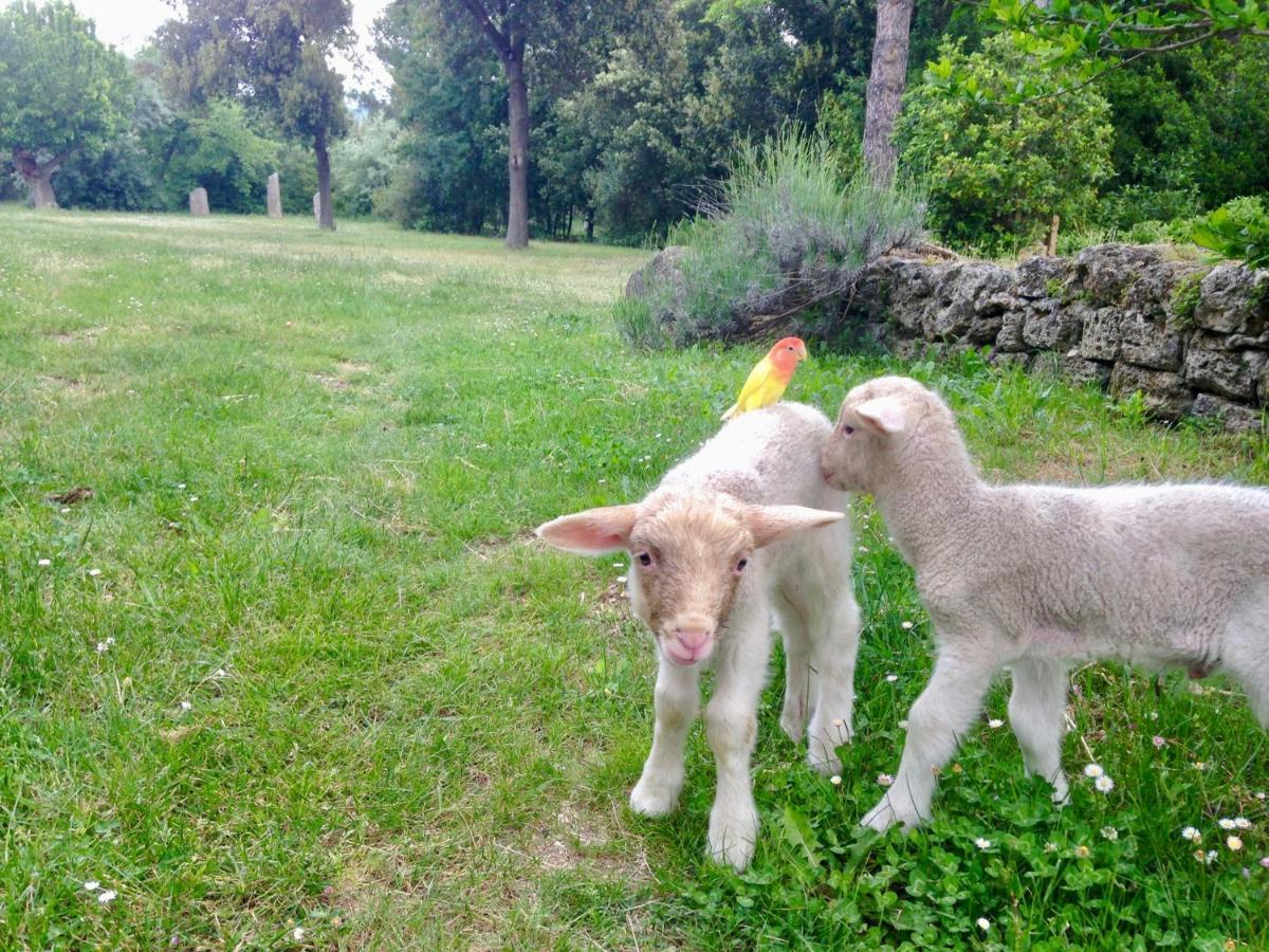 Tocco da Casauria Agriturismo "Borgo Madonna Degli Angeli" - Charming Cottages In The Gardens ! מראה חיצוני תמונה